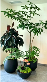 余姚室内植物出租详细教程，新手零基础入门